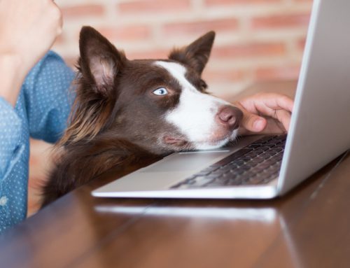 Is Your Veterinary Practice’s Data Stored Safely?